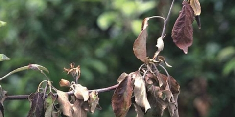 Bolesti stabala jabuke i njihovo liječenje